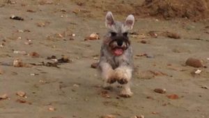 Nikisan Mini Schnauzer Dog Bitch Pup Breeder Beach Walk Big Ears